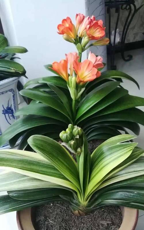 君子兰开红花？如何正确养护以促进开花？