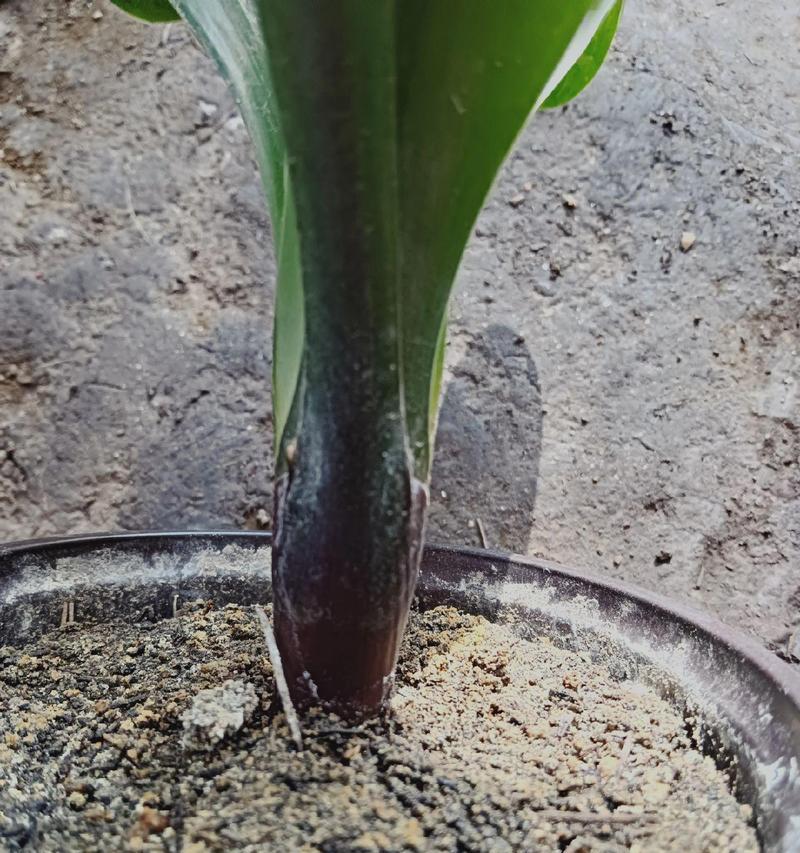 君子兰开红花？如何正确养护以促进开花？