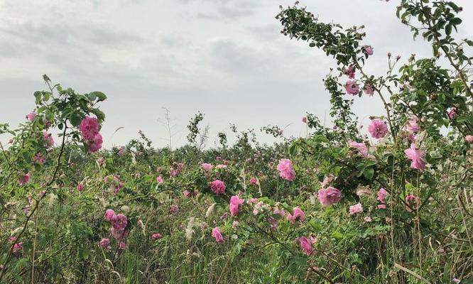 徒步时如何照顾玫瑰花？最佳养护方法是什么？
