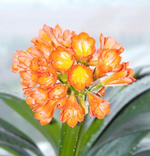君子兰早开花晚闭花如何管理？有效技巧有哪些？