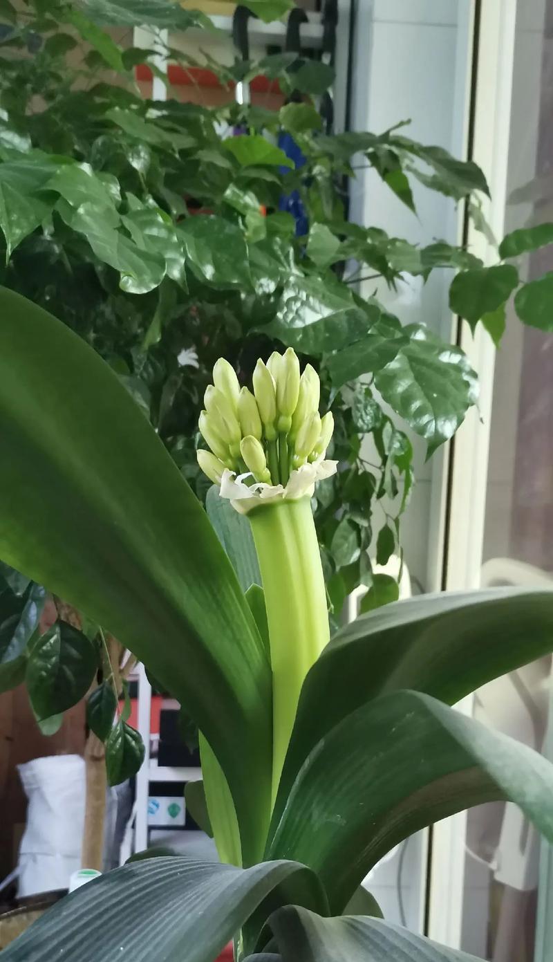 君子兰栽培苗多久能开花？影响开花时间的因素是什么？