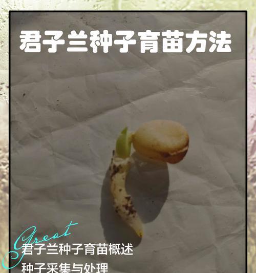 君子兰栽培苗多久能开花？影响开花时间的因素是什么？