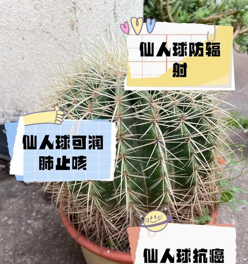 白毛彩草仙人球好养吗？正确的养护步骤是什么？