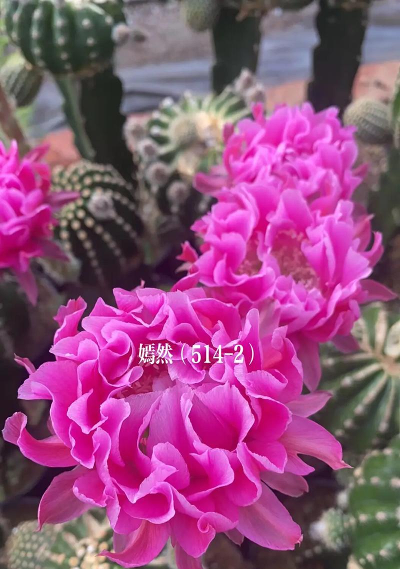 白毛彩草仙人球好养吗？正确的养护步骤是什么？