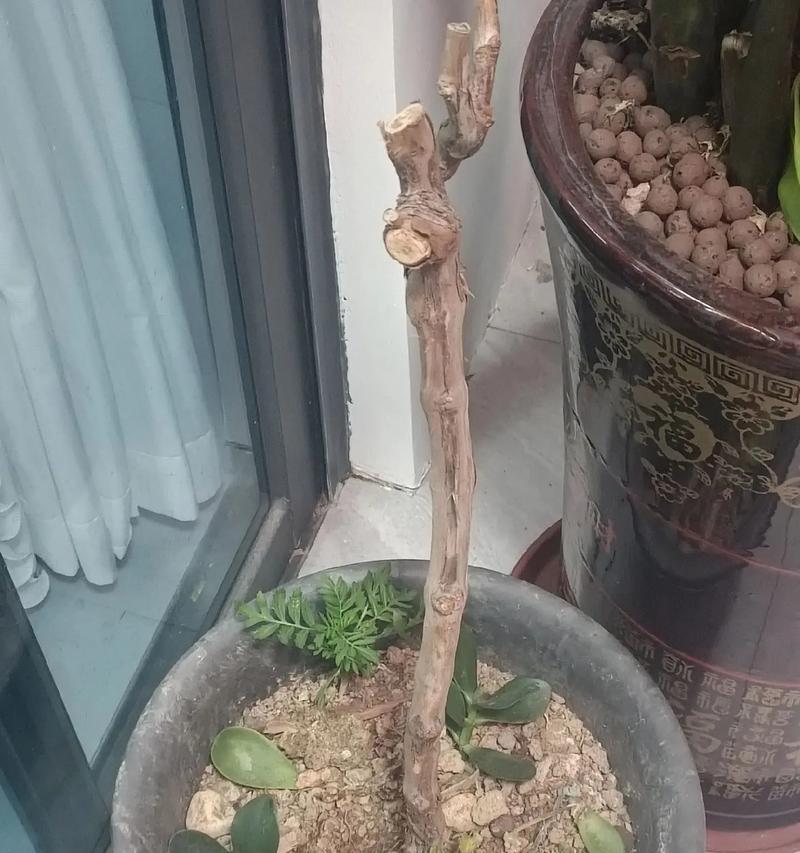 玫瑰花根不发芽的原因是什么？如何解决？