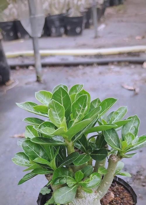 玫瑰花根不发芽的原因是什么？如何解决？