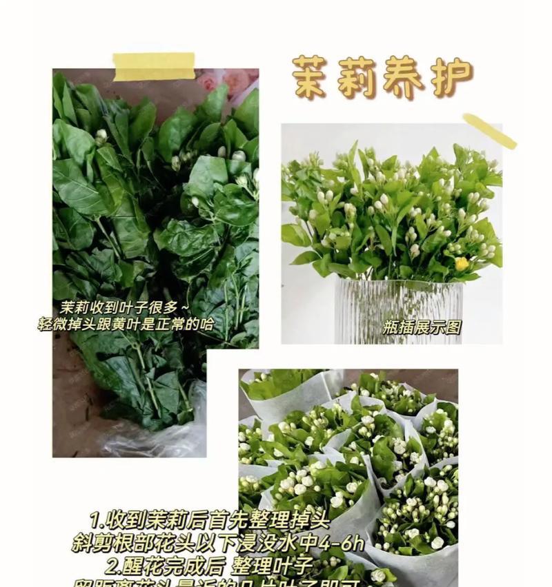 银叶子玫瑰花养护技巧有哪些？怎样才能养得更好？