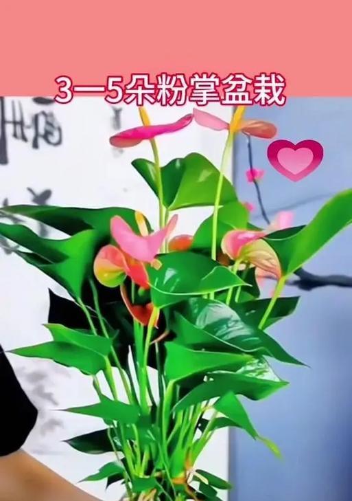 银叶子玫瑰花养护技巧有哪些？怎样才能养得更好？