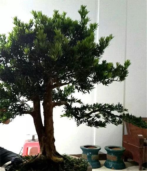 玫瑰花铁丝树桩的养护方法是什么？需要注意哪些要点？