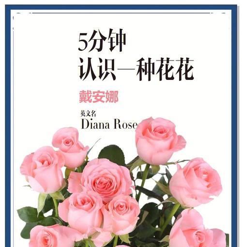 粉色玫瑰花的花语是什么？它代表了哪些情感？