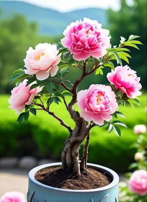 老桩牡丹花发新芽如何养护？有哪些注意事项？