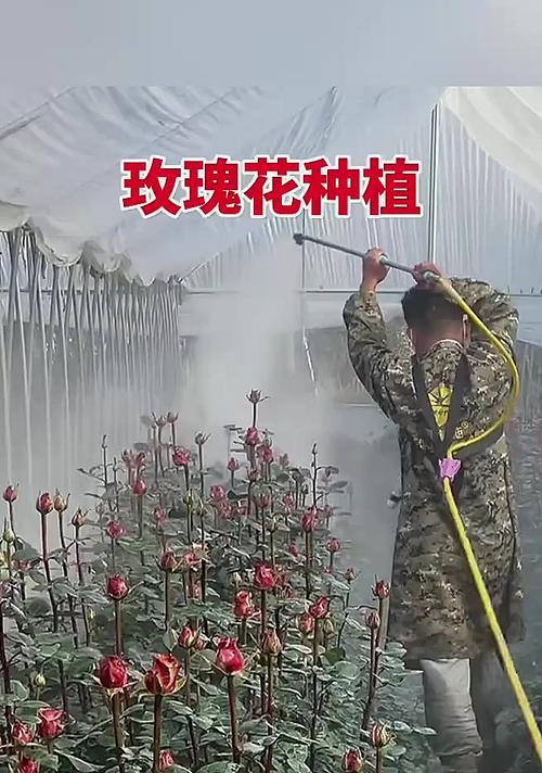 玫瑰花小瓣子种植方法是什么？需要哪些步骤？