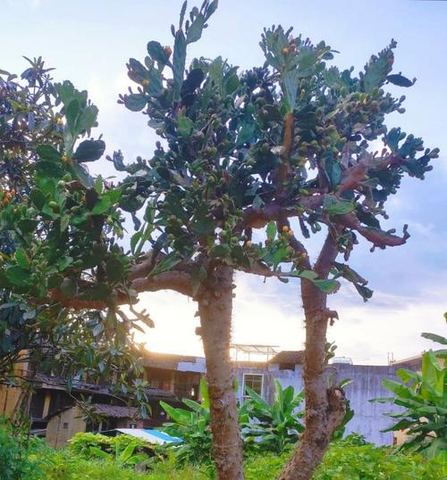 巨型花盆仙人掌如何养护才能开花？关键点是什么？