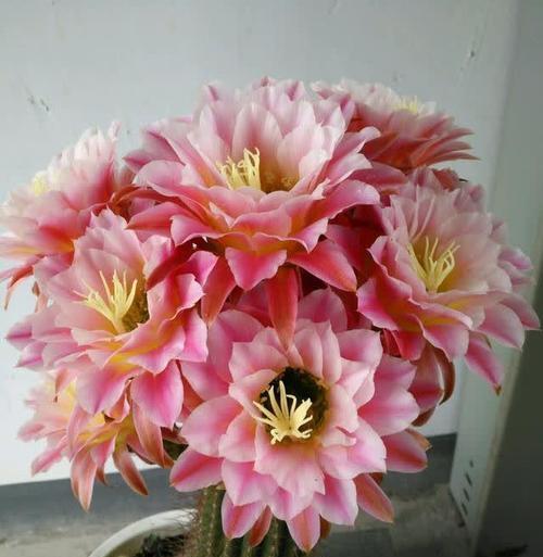 巨型花盆仙人掌如何养护才能开花？关键点是什么？