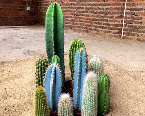 巨型花盆仙人掌如何养护才能开花？关键点是什么？