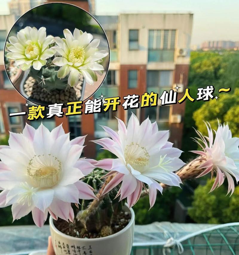 仙人球开花需要什么肥料？