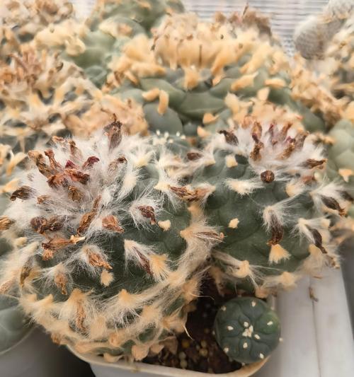 怎样种植仙人球才能生长得更好？