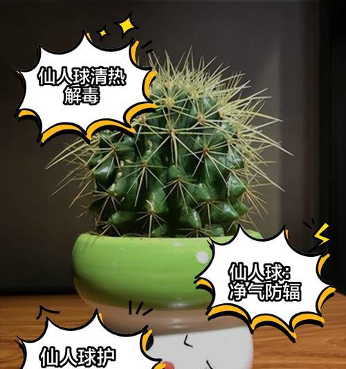 怎样种植仙人球才能生长得更好？
