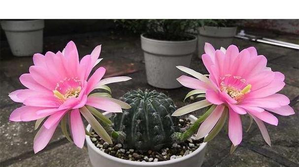 怎样种植仙人球才能生长得更好？