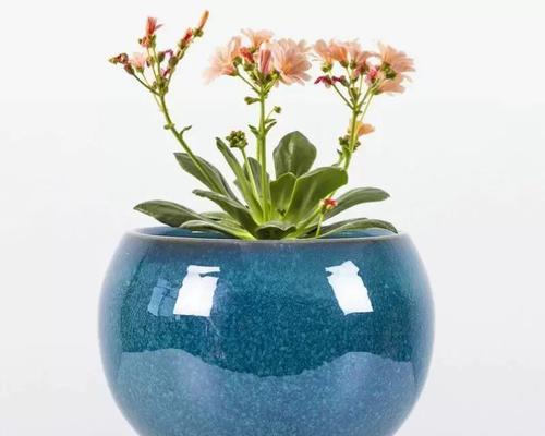 磁花盆中君子兰的种植方法是什么？