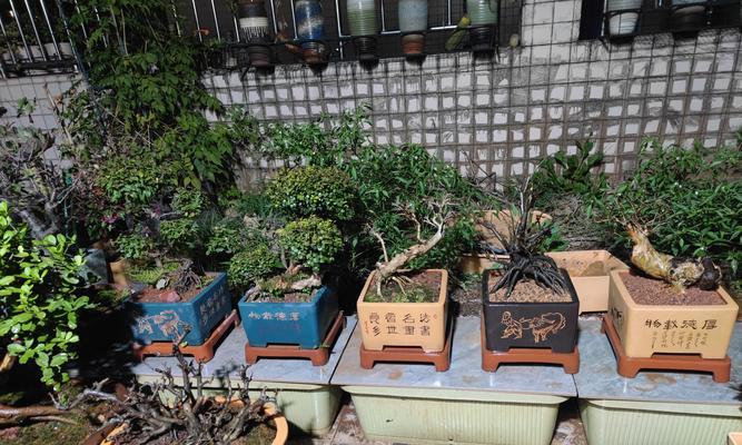 磁花盆中君子兰的种植方法是什么？