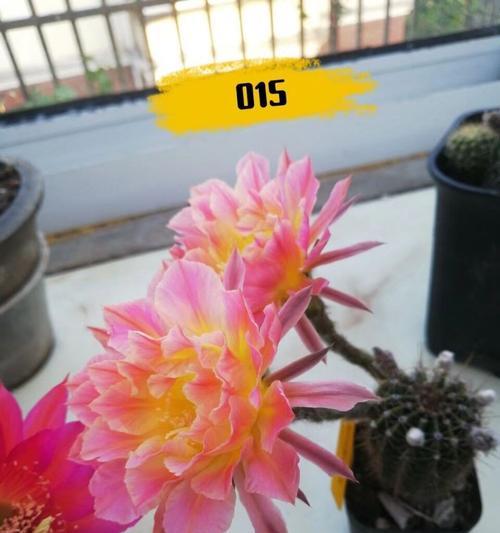 大彩球仙人掌的种植步骤有哪些？