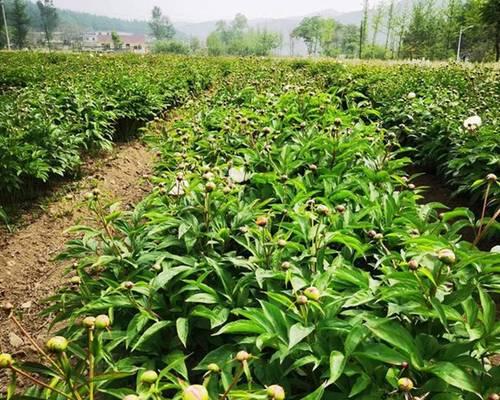 大彩球仙人掌的种植步骤有哪些？