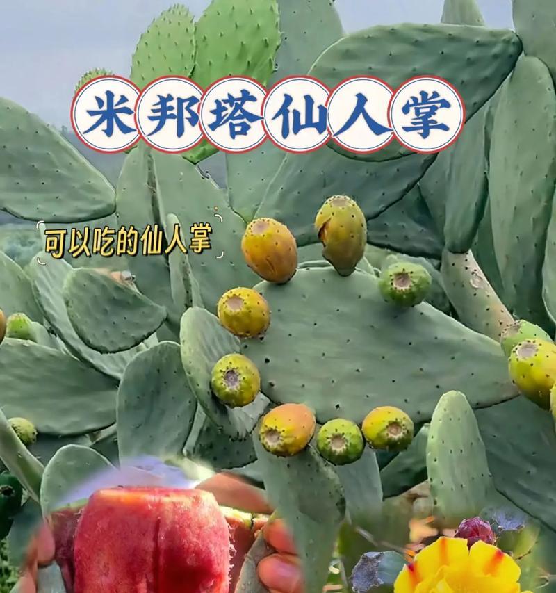 大彩球仙人掌的种植步骤有哪些？