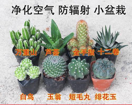 家庭绿植中仙人掌的养护技巧是什么？