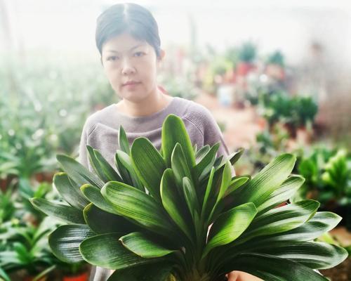 君子兰群兰开花的条件和养护方法是什么？