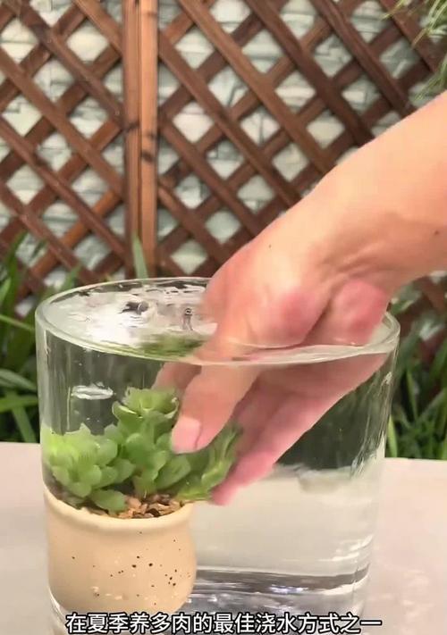 仙人球移植后浇水的最佳方法是什么？
