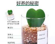 仙人球移植后浇水的最佳方法是什么？
