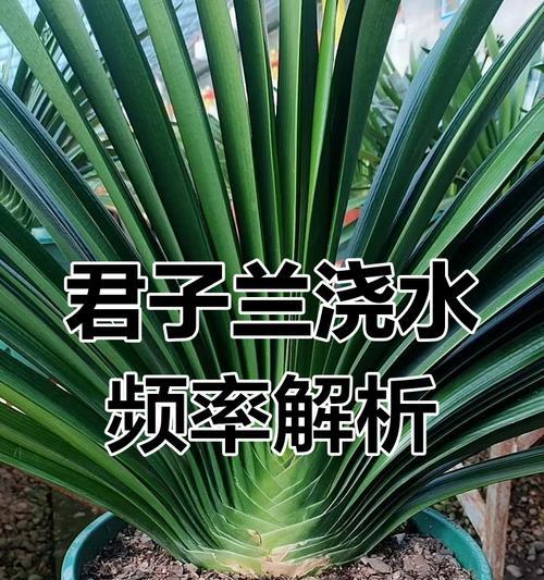 君子兰白红花的养护和浇水技巧是什么？