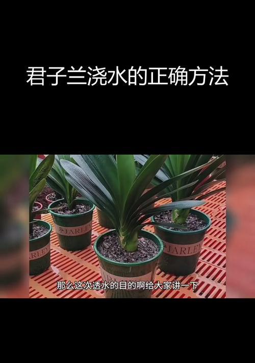 君子兰白红花的养护和浇水技巧是什么？