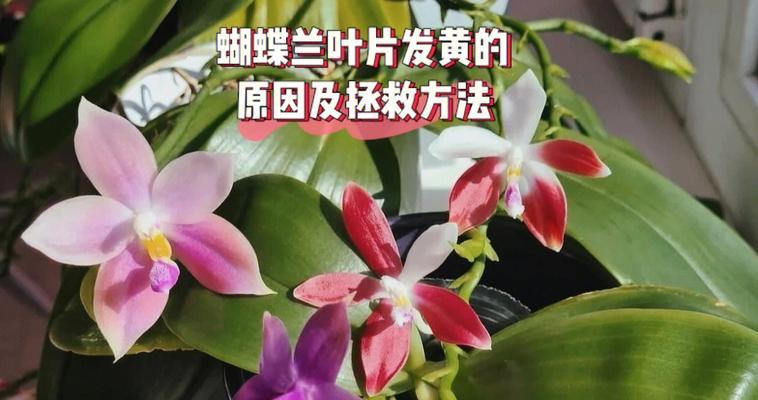 渔翁仙人球的繁殖方法有哪些？
