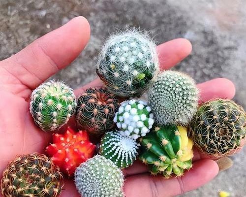 渔翁仙人球的繁殖方法有哪些？