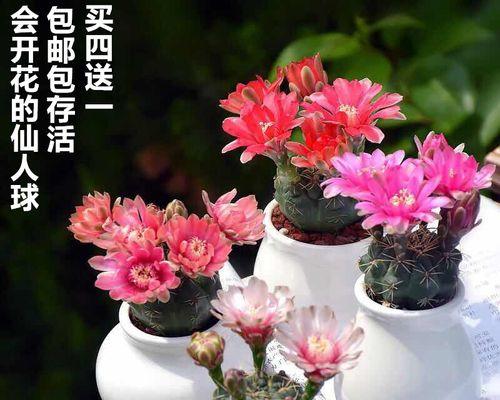仙人掌花兰花的养护技巧以促开花？