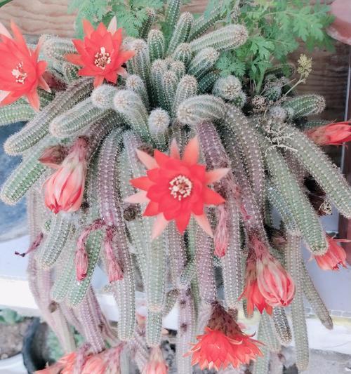 仙人掌花兰花的养护技巧以促开花？