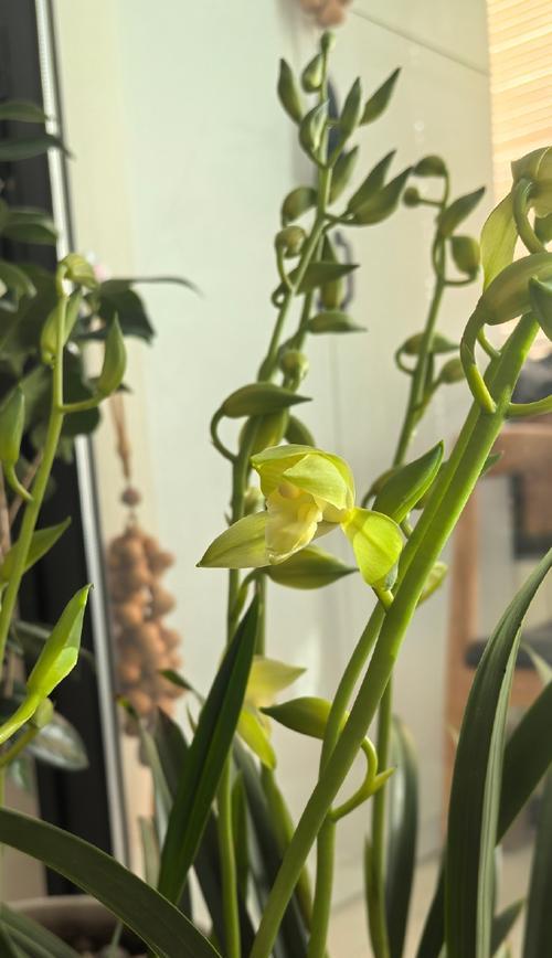 仙人掌花兰花的养护技巧以促开花？