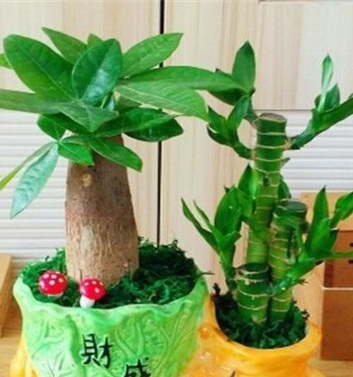 仙人球绿植盆栽发财树的正确养护方法是什么？