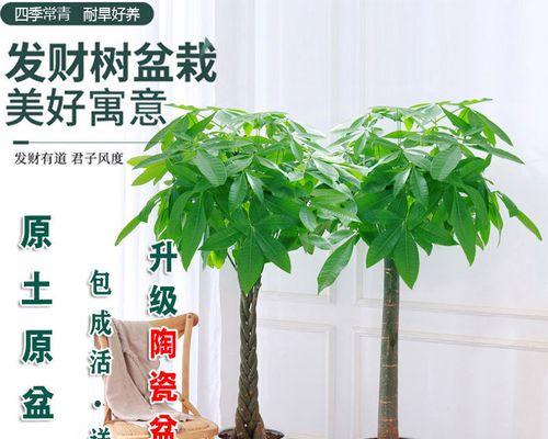 仙人球绿植盆栽发财树的正确养护方法是什么？