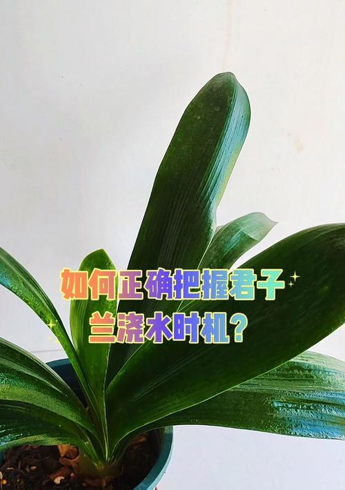 冬天北方君子兰的浇水时间表是什么？