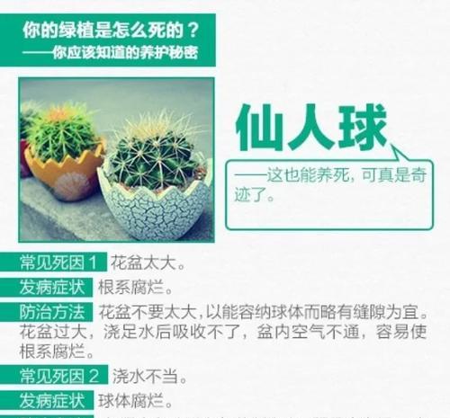 仙人球烂根后如何判断其开花季节？