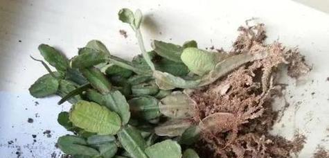仙人球烂根后如何判断其开花季节？