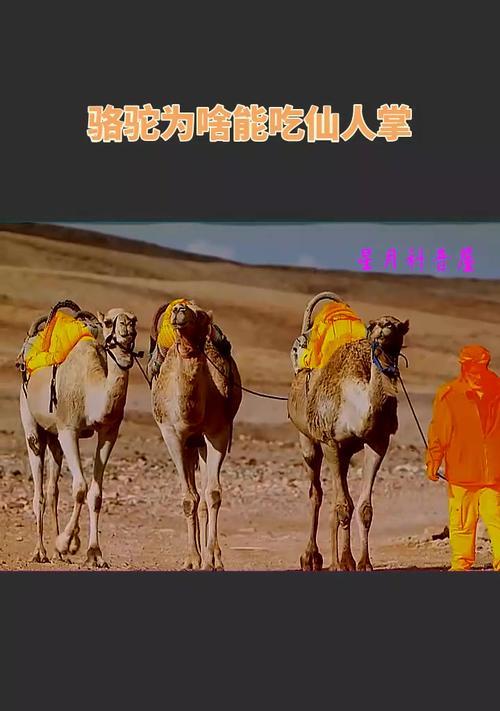 骆驼无刺仙人掌的种植步骤和注意事项是什么？