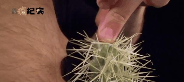 骆驼无刺仙人掌的种植步骤和注意事项是什么？