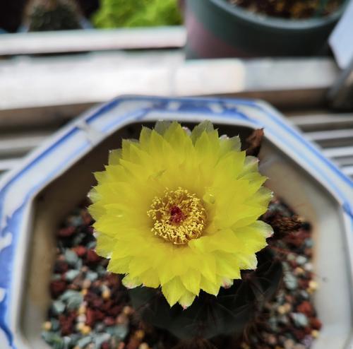 青王仙人球开花后应该如何处理？