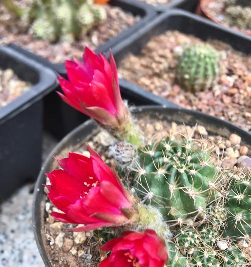 青王仙人球开花后应该如何处理？