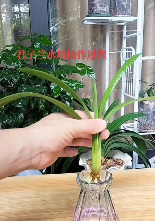 水培君子兰带苞的可能原因是什么？