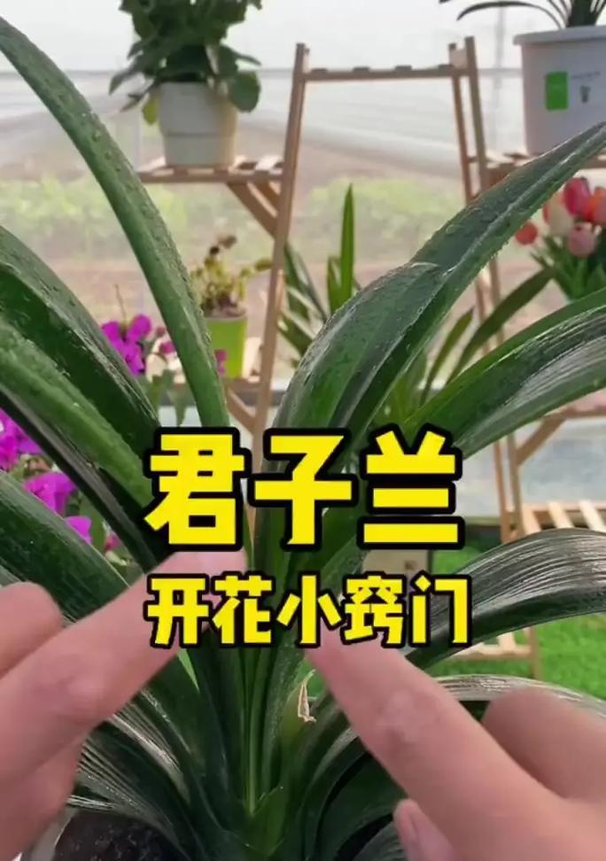 君子兰的爷娘如何养护才能顺利开花？